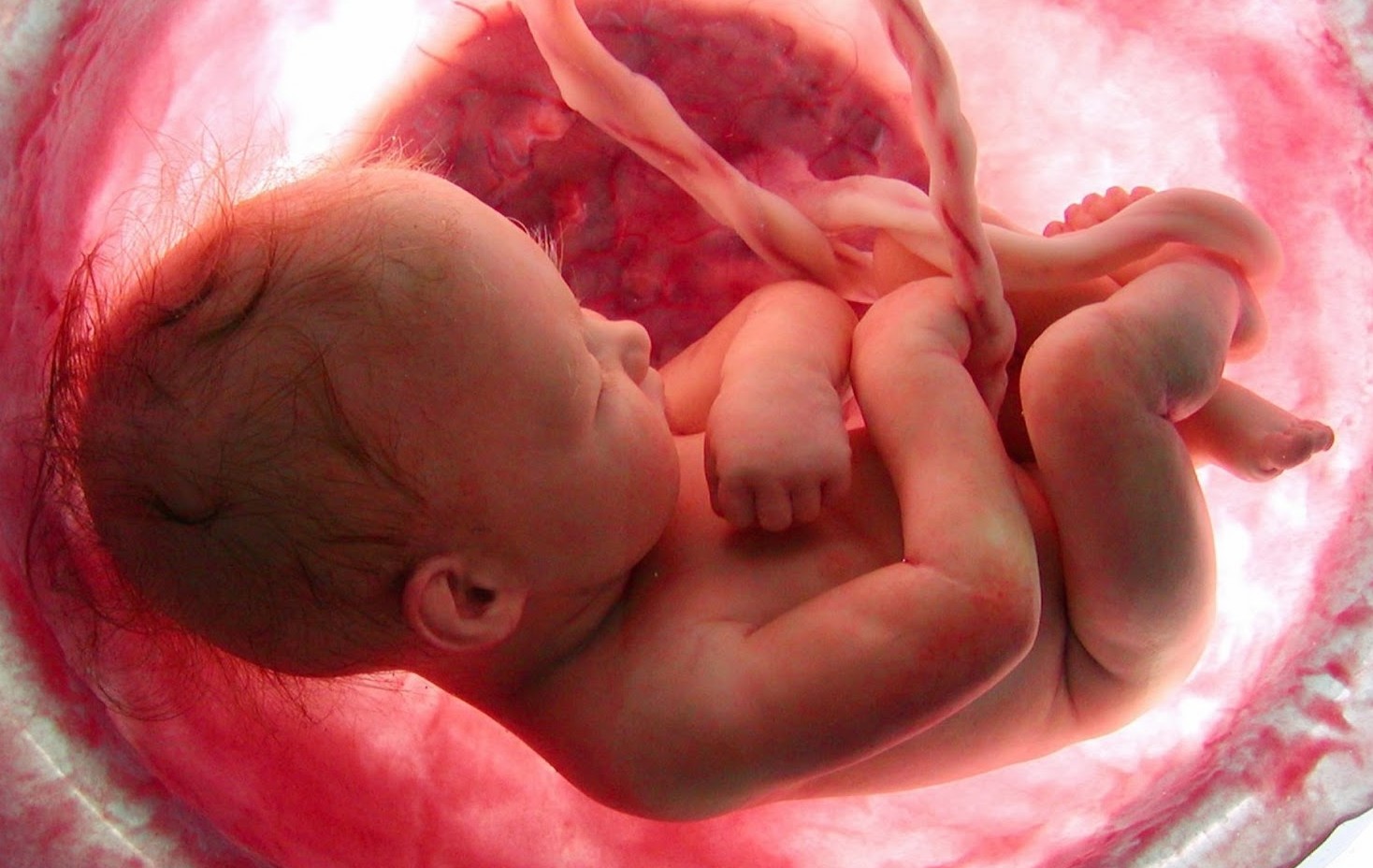 ΣΥΓΚΛΟΝΙΣΤΙΚΟ ΒΙΝΤΕΟ:  H κραυγή απελπισίας ενός εμβρύου... [video] - Φωτογραφία 1