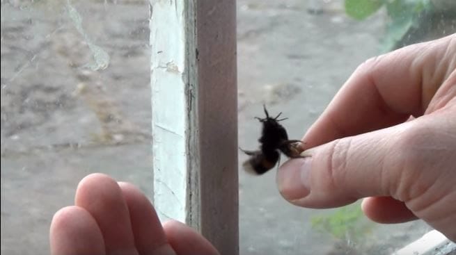 Έσωσε τη ζωή μιας μέλισσας - Όταν δείτε τι έκανε για να τον ευχαριστήσει, δεν θα το πιστεύετε! - Φωτογραφία 3
