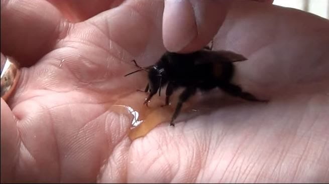 Έσωσε τη ζωή μιας μέλισσας - Όταν δείτε τι έκανε για να τον ευχαριστήσει, δεν θα το πιστεύετε! - Φωτογραφία 5