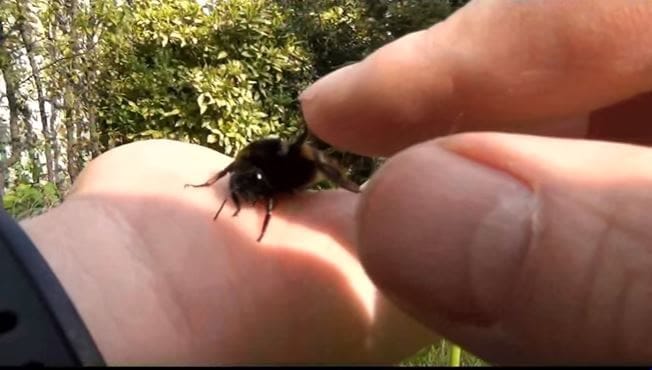 Έσωσε τη ζωή μιας μέλισσας - Όταν δείτε τι έκανε για να τον ευχαριστήσει, δεν θα το πιστεύετε! - Φωτογραφία 8