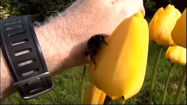 Έσωσε τη ζωή μιας μέλισσας - Όταν δείτε τι έκανε για να τον ευχαριστήσει, δεν θα το πιστεύετε! - Φωτογραφία 9