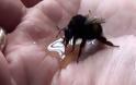 Έσωσε τη ζωή μιας μέλισσας - Όταν δείτε τι έκανε για να τον ευχαριστήσει, δεν θα το πιστεύετε! - Φωτογραφία 1