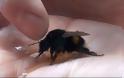 Έσωσε τη ζωή μιας μέλισσας - Όταν δείτε τι έκανε για να τον ευχαριστήσει, δεν θα το πιστεύετε! - Φωτογραφία 6