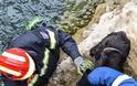 Οι πυροσβέστες διέσωσαν σκύλο απο ποτάμι στο Ηράκλειο