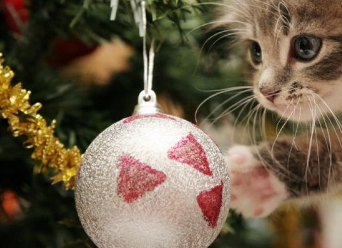 Γιατί οι γάτες λατρεύουν να καταστρέφουν τα χριστουγεννιάτικα δέντρα; - Φωτογραφία 1
