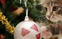 Γιατί οι γάτες λατρεύουν να καταστρέφουν τα χριστουγεννιάτικα δέντρα;