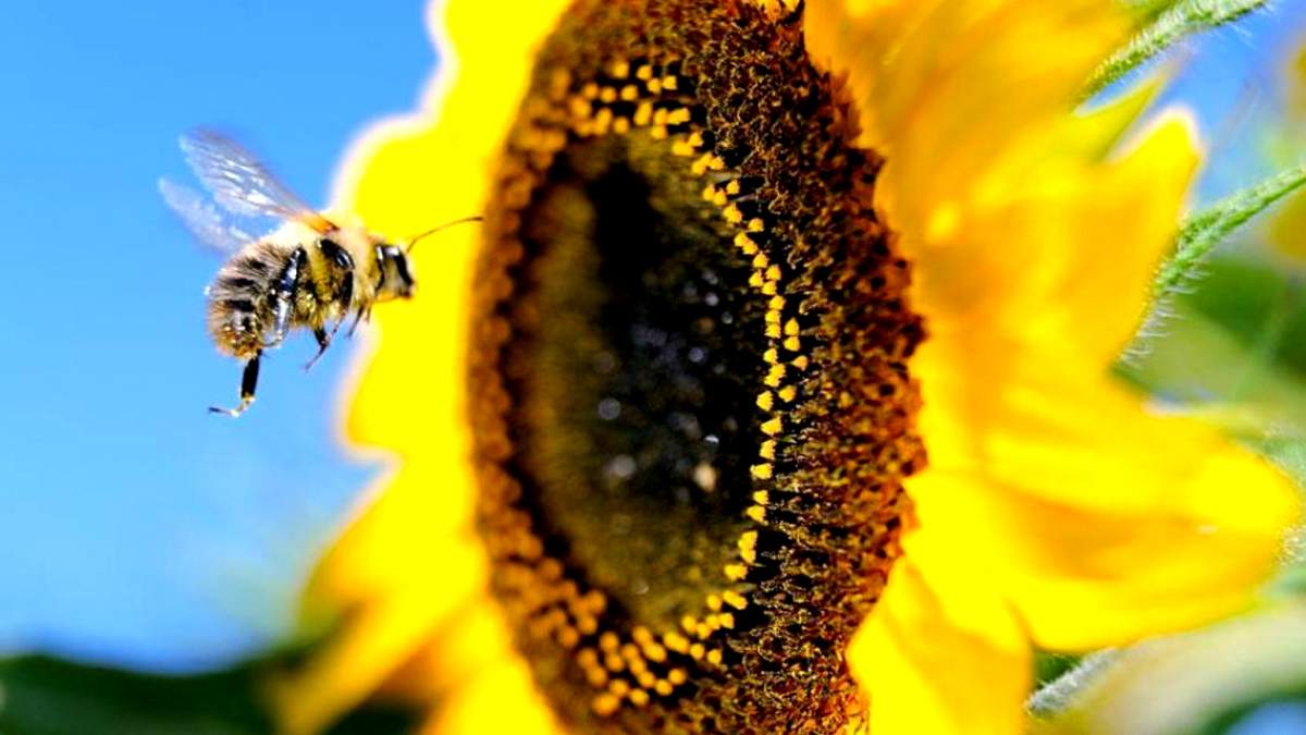 Μέλισσες σε αφανισμό, άνθρωπος σε κίνδυνο - Φωτογραφία 1