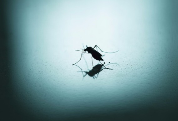 Γιατί υπάρχουν κουνούπια αυτή την εποχή – Δείτε τι συμβαίνει! - Φωτογραφία 1