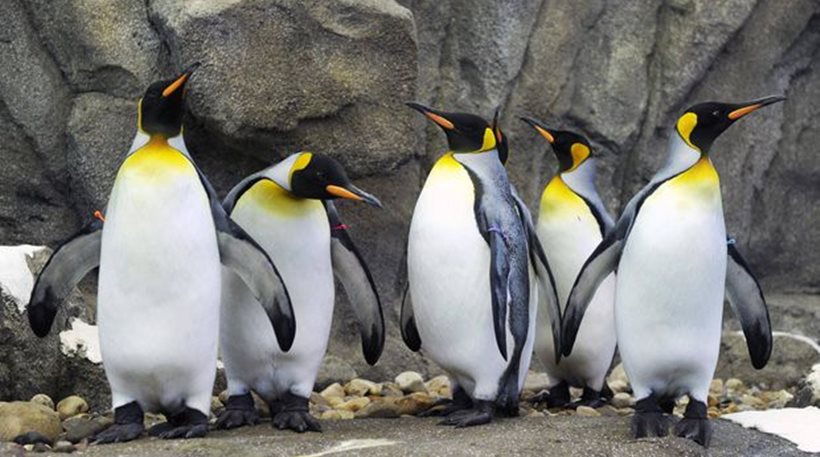 Καναδάς: Ούτε οι βασιλικοί πιγκουίνοι δεν άντεξαν το πολικό ψύχος - Φωτογραφία 1