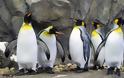 Καναδάς: Ούτε οι βασιλικοί πιγκουίνοι δεν άντεξαν το πολικό ψύχος