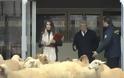 Απίθανη φάρσα με πρόβατα στον πρόεδρο της Ατλέτικο Μαδρίτης! [video]
