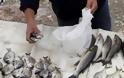 Ελεγκτές κυνήγαγαν ηλικιωμένο ψαρά για τα 4 λεπτά της πλαστικής σακούλας!