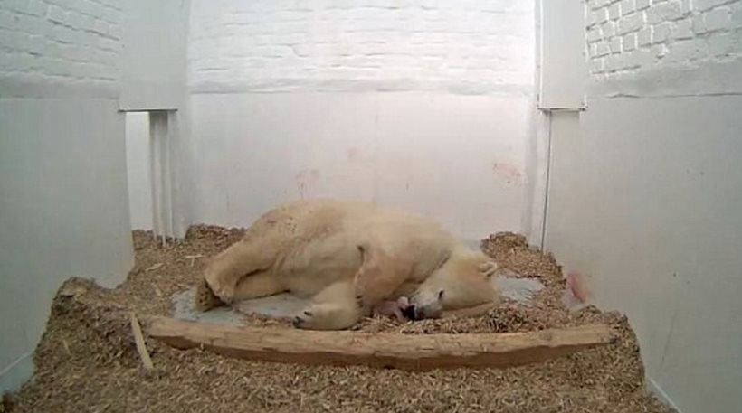Θλίψη στο Βερολίνο: Πέθανε 26 ημέρες μετά τη γέννησή του το πολικό αρκουδάκι - Φωτογραφία 1