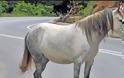 Άλογο βγήκε στην εθνική οδό Πατρών-Κορίνθου – Κινητοποίηση της ΕΛ.ΑΣ.