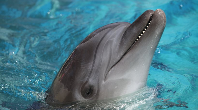 Αττικό Ζωολογικό Πάρκο: Αναληθή όσα καταγγέλλονται για την παράσταση των δελφινιών - Φωτογραφία 1