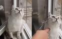 Αυτή είναι η πιο σοβαρή γάτα του κόσμου! Δείτε το απίστευτο βίντεο