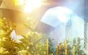 Κοζάνη: Χειροπέδες σε 37χρονο - Καλλιεργούσε σε υδροπονική δεκάδες δενδρύλλια κάνναβης - Φωτογραφία 2