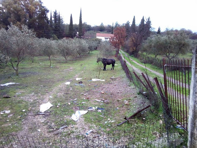 Δείτε όμορφες εικόνες από τα χωριά Αγράμπελο και Πρόδρομο - Φωτογραφία 6