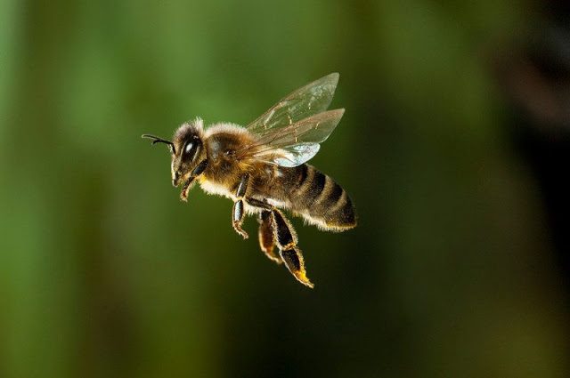Μέλισσες σε αφανισμό, άνθρωπος σε κίνδυνο. - Φωτογραφία 1