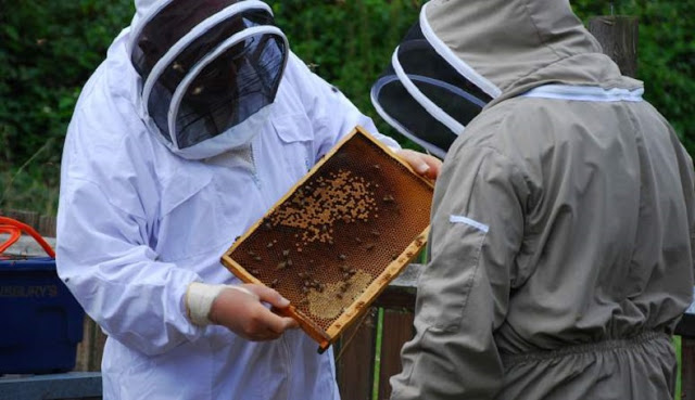 Μέλισσες σε αφανισμό, άνθρωπος σε κίνδυνο. - Φωτογραφία 3