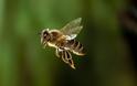 Μέλισσες σε αφανισμό, άνθρωπος σε κίνδυνο.