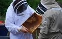 Μέλισσες σε αφανισμό, άνθρωπος σε κίνδυνο. - Φωτογραφία 3