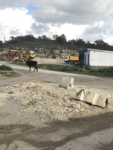 ΠΑΝΑΓΙΩΤΗΣ ΣΤΑΪΚΟΣ: Αγελάς εμήνυσεν το Τσελιγκάτον του Δήμου Ξηρομέρου δια παρακώλυσιν συγκοινωνιών!!! - Φωτογραφία 6