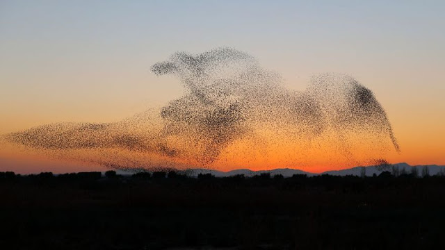 Φωτογραφία δείχνει σμήνος πουλιών να σχηματίζουν ένα γιγάντιο πουλί - Φωτογραφία 10
