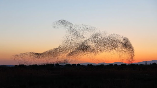 Φωτογραφία δείχνει σμήνος πουλιών να σχηματίζουν ένα γιγάντιο πουλί - Φωτογραφία 11