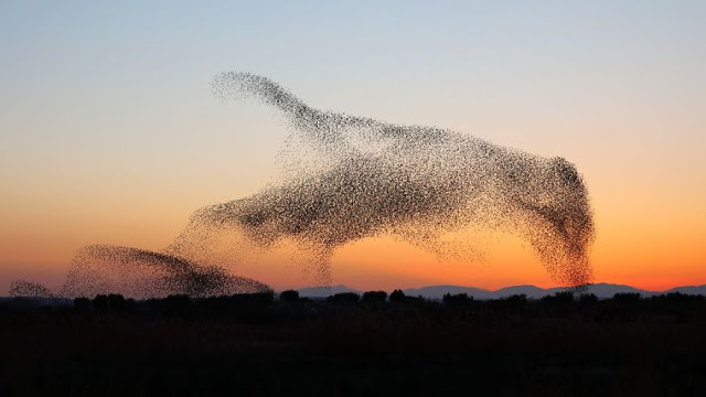 Φωτογραφία δείχνει σμήνος πουλιών να σχηματίζουν ένα γιγάντιο πουλί - Φωτογραφία 12