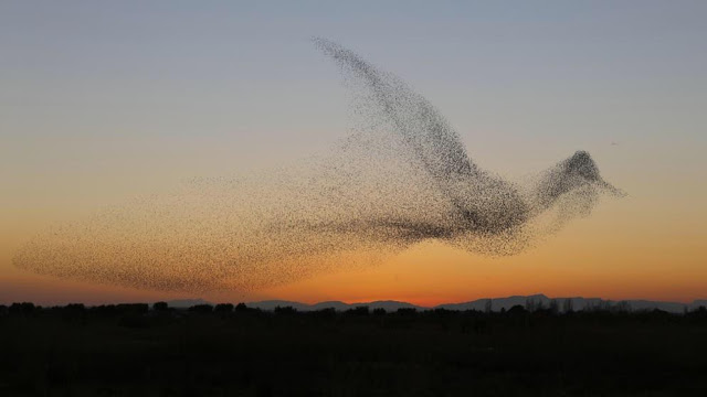 Φωτογραφία δείχνει σμήνος πουλιών να σχηματίζουν ένα γιγάντιο πουλί - Φωτογραφία 2