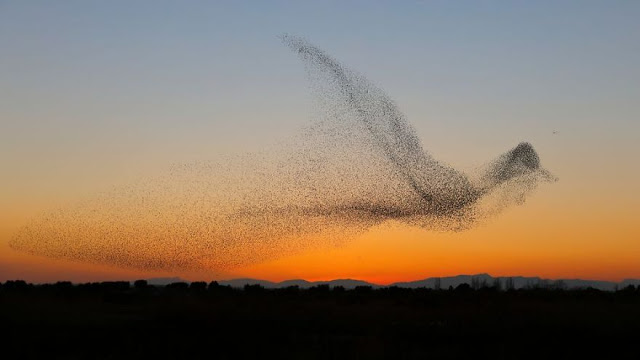 Φωτογραφία δείχνει σμήνος πουλιών να σχηματίζουν ένα γιγάντιο πουλί - Φωτογραφία 3