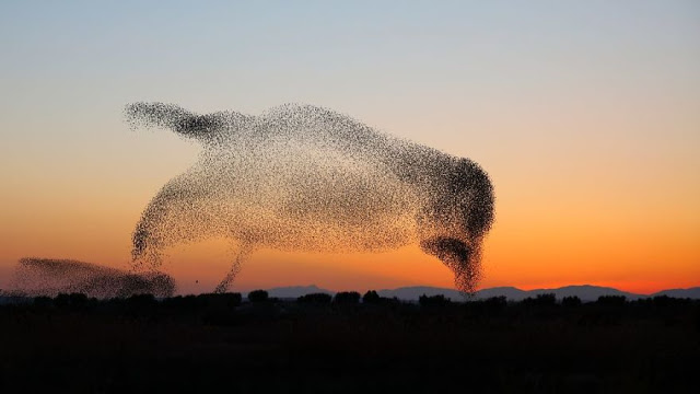 Φωτογραφία δείχνει σμήνος πουλιών να σχηματίζουν ένα γιγάντιο πουλί - Φωτογραφία 5
