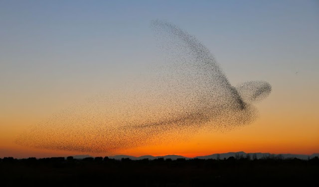 Φωτογραφία δείχνει σμήνος πουλιών να σχηματίζουν ένα γιγάντιο πουλί - Φωτογραφία 6