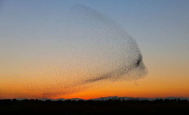 Φωτογραφία δείχνει σμήνος πουλιών να σχηματίζουν ένα γιγάντιο πουλί - Φωτογραφία 7