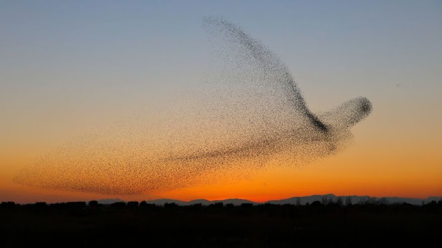 Φωτογραφία δείχνει σμήνος πουλιών να σχηματίζουν ένα γιγάντιο πουλί - Φωτογραφία 8