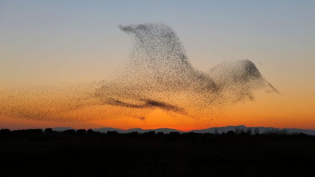 Φωτογραφία δείχνει σμήνος πουλιών να σχηματίζουν ένα γιγάντιο πουλί - Φωτογραφία 9