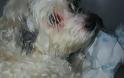 Βουδαπέστη Η 9χρονη σκυλίτσα Ζαζά σώθηκε από θαύμα - Ήταν δύο βδομάδες δίπλα στο νεκρό - Φωτογραφία 1
