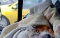 Βουδαπέστη Η 9χρονη σκυλίτσα Ζαζά σώθηκε από θαύμα - Ήταν δύο βδομάδες δίπλα στο νεκρό - Φωτογραφία 2