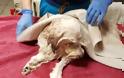 Βουδαπέστη Η 9χρονη σκυλίτσα Ζαζά σώθηκε από θαύμα - Ήταν δύο βδομάδες δίπλα στο νεκρό - Φωτογραφία 3
