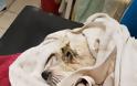 Βουδαπέστη Η 9χρονη σκυλίτσα Ζαζά σώθηκε από θαύμα - Ήταν δύο βδομάδες δίπλα στο νεκρό - Φωτογραφία 4
