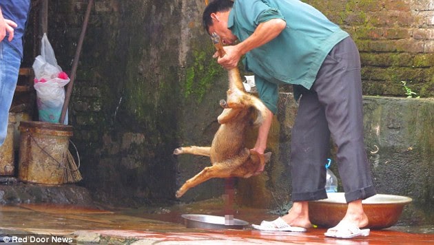 ΣΚΛΗΡΕΣ ΕΙΚΟΝΕΣ: Φρίκη - Σφάζουν σκυλάκια και τα βράζουν ζωντανά... [photos] - Φωτογραφία 3