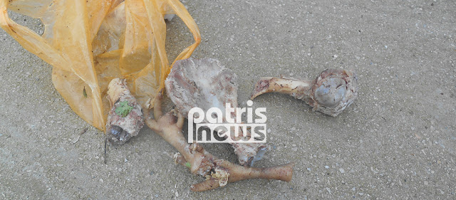 Φρίκη! Μαζική θανάτωση σκύλων με φόλες στην Αμαλιάδα - Φωτογραφία 1