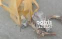 Φρίκη! Μαζική θανάτωση σκύλων με φόλες στην Αμαλιάδα