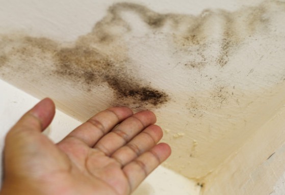 Έτσι θα απομακρύνετε την οσμή από μούχλα στο σπίτι - Φωτογραφία 1