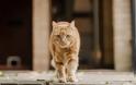 Εικόνα - σοκ Κτηνωδία : Κρέμασαν γάτα από τα κάγκελα σπιτιού - Φωτογραφία 1