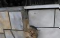 Εικόνα - σοκ Κτηνωδία : Κρέμασαν γάτα από τα κάγκελα σπιτιού - Φωτογραφία 2