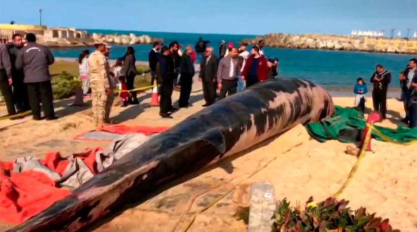 Φάλαινα του Ατλαντικού ξεβράστηκε σε ακτή - Φωτογραφία 1
