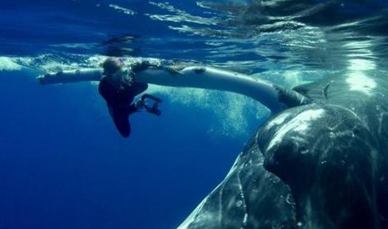 Mια φάλαινα προστάτεψε δύτρια από καρχαρία! [video] - Φωτογραφία 1