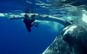 Mια φάλαινα προστάτεψε δύτρια από καρχαρία! [video]